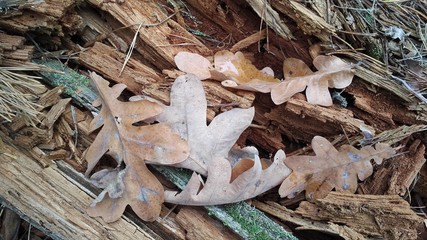 Beautiful colored leaves of a tree. Macro shooting