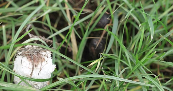 White mushroom dung beetle