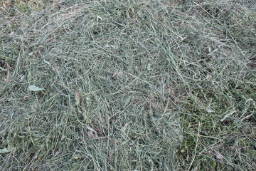 background of dry green grass texture wallpaper