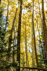 Locket Meadow near Flagstaff in the Fall with changing leaves