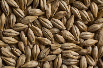Malt, wheat grains for brewing. Malt background. Top view, flat lay