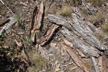 tree bark on a background of forest land texture wallpaper
