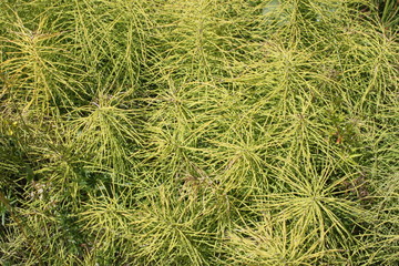 Field horsetail close-up background wallpaper texture