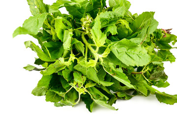 Holy Basil , Ocimum sanctum, Ocimum tenuiflorum ,or tulsi leaves isolate on white background.Health benefits of Tulsi leaf or Holy Basil essential oil