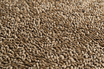 Malt, wheat grains for brewing. Malt background. Top view, flat lay