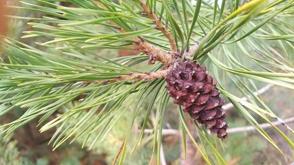 Beautiful landscape of nature. Lush trees and many colors