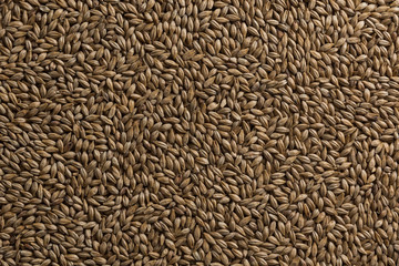 Malt, wheat grains for brewing. Malt background. Top view, flat lay