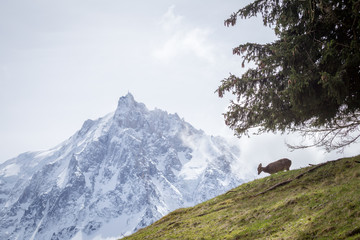 Mont Blanc - Chamonix