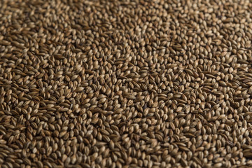 Malt, wheat grains for brewing. Malt background. Top view, flat lay