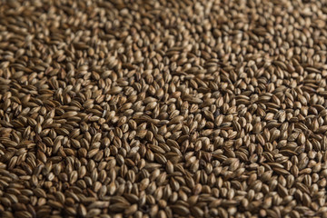 Malt, wheat grains for brewing. Malt macro background. Depth of field.