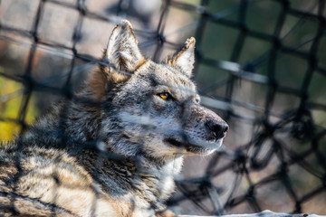 Portrait of a wild alpha male wolf behind a caged metal fence in Erevan's zoo, Armenia