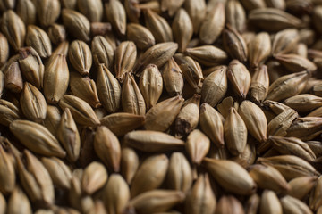 Malt, wheat grains for brewing. Malt macro background. Depth of field.