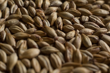 Malt, wheat grains for brewing. Malt macro background. Depth of field.