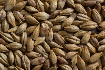 Malt, wheat grains for brewing. Malt background. Top view, flat lay