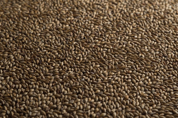 Malt, wheat grains for brewing. Malt macro background. Depth of field.