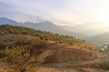 Beautiful deciduous green tree plantage in Uzbekistan