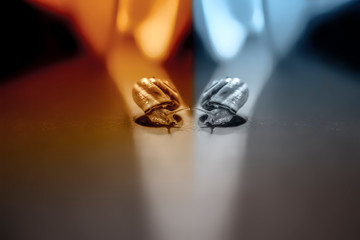 little snails on the surface, close up shoot