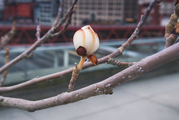 Flower bud. Close up of singel white bud on branch with soft city background. 