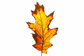Naklejka na ściany i meble A colorful autumnal leaf of various colors on white.