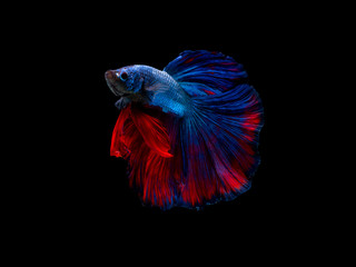 Action and movement of Thai fighting fish on a black background