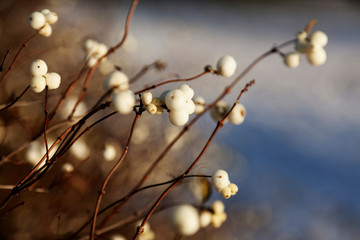bush that has white berries in early winter near my new job at Umedalen