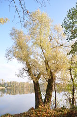 Fototapeta premium zwillingsbäume