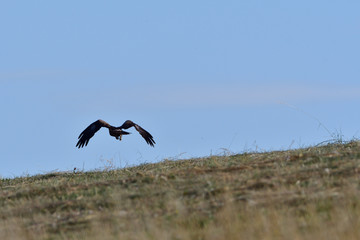 Portrait of common buzzard flying on the blue heaven