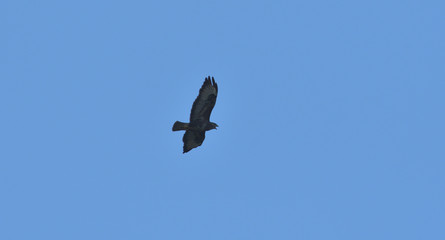 Portrait of common buzzard flying on the blue heaven
