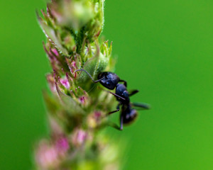 Obraz na płótnie Canvas Black Ant Gardening