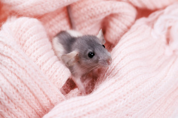 Mouse on a pink plaid. Little mouse