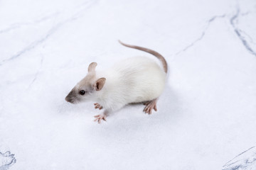 White rat on a gray concrete background