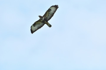 Portrait of common buzzard flying on the blue heaven