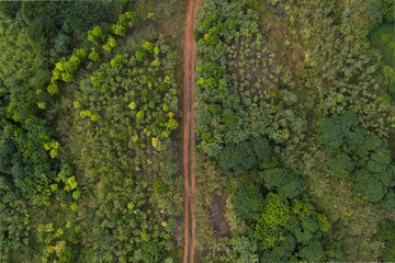 Slender dirt road crossing lush jungle high angle top view