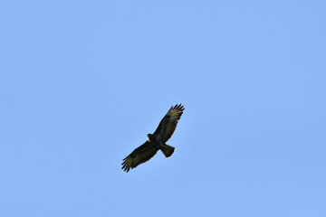 Obraz premium Common buzzard flying in the sky over the meadow
