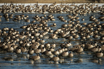 Canada Goose taken in southern MN