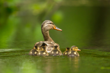 Mallard Duck female with ducklings taken in southern MN