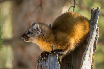 Pine Martin in winter taken in Montana
