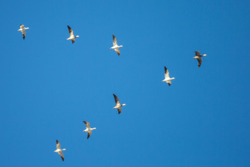 Snow Goose in flight V formation taken in southern Nebraska