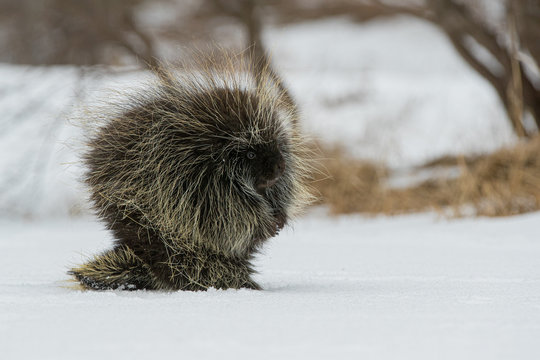 Porcupine in snow taken in central MN under controlled conditions
