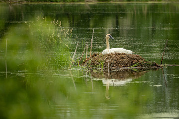Trumpeter Swan on nest taken in central MN