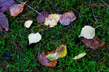 Automne en forêt