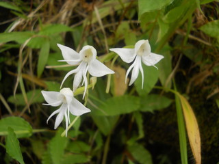 white flowers in garden