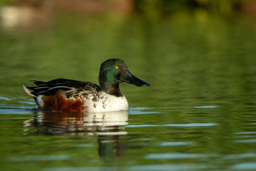 Northern Shoveler male taken in SE Arizona