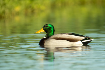 Mallard Duck male taken in SE Arizona