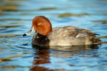 Redhead duck adult male taken in SE Arizona