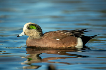 American Wigeon male taken  in SE Arizona