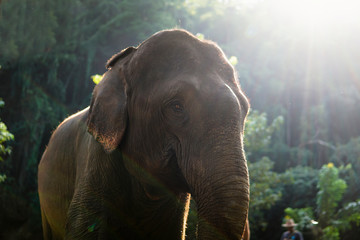 elephant 