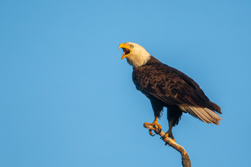 Bald Eagle adult perched taken in central MN