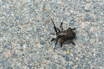 black beetle on the pavement. the view from the top.