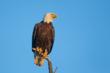 Bald Eagle adult perched taken in central MN